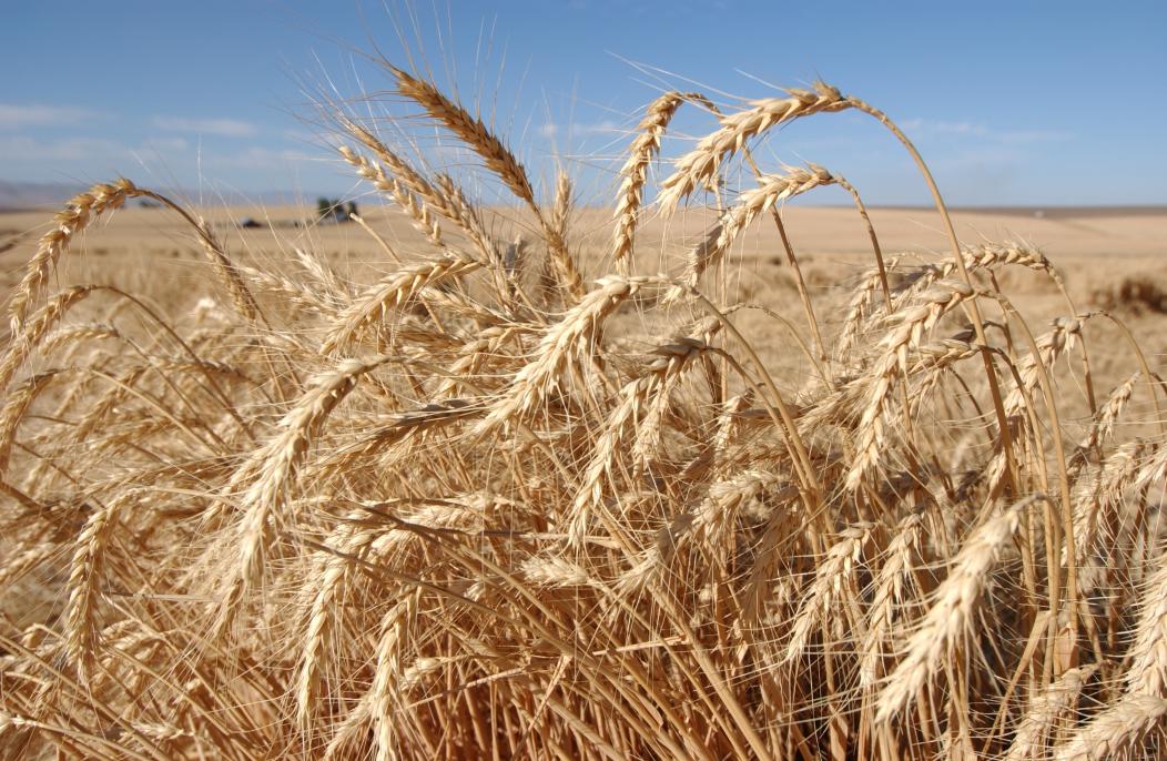 wheat-production-financial-tribune